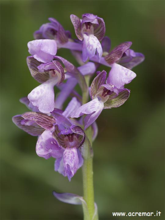 Orchis morio
